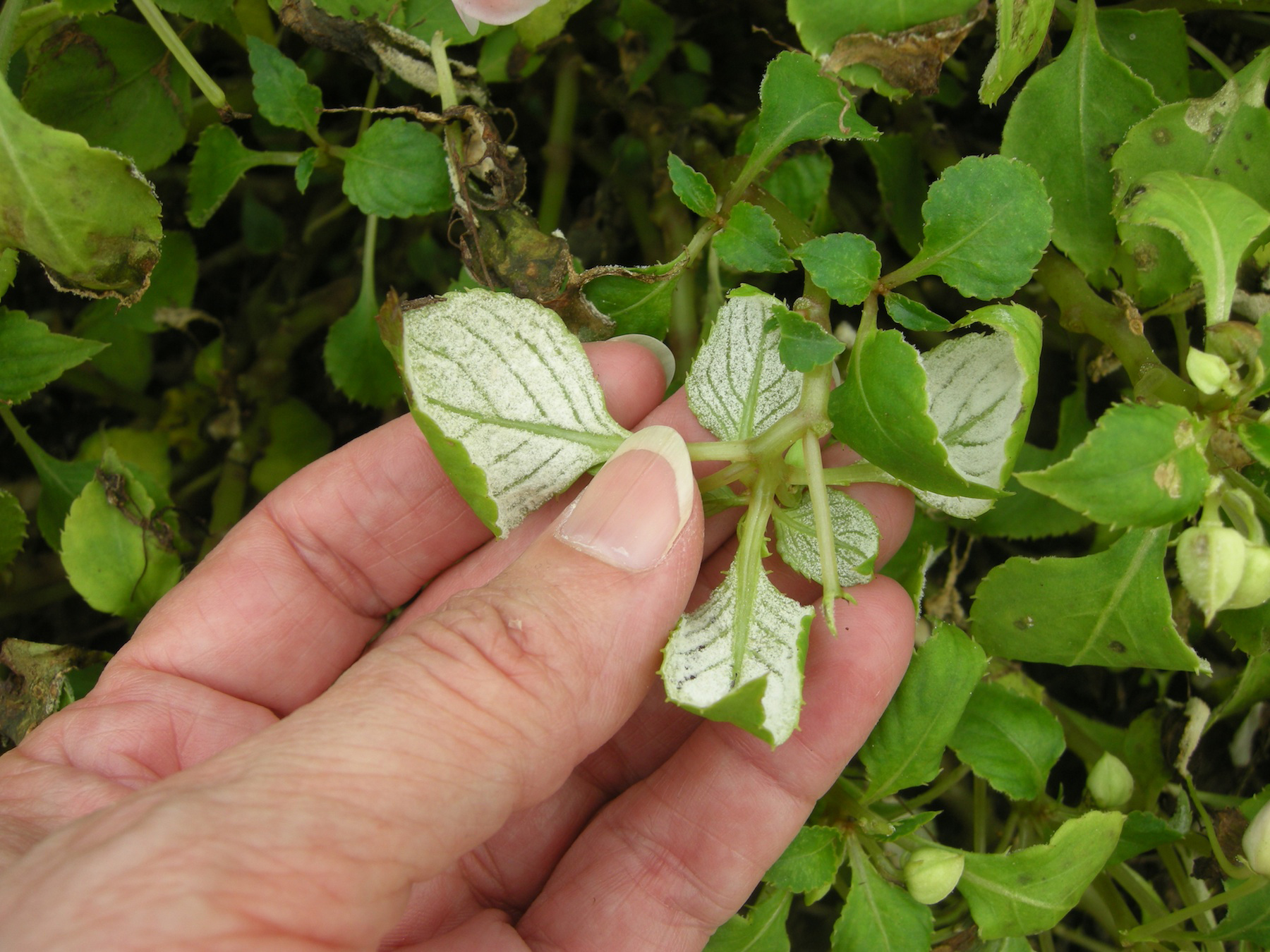 Disease that’s killing impatiens may return for years; no treatment exists Buffalo